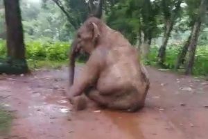 wild elephant dead in jhargram west bengal