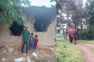 wild elephants attack in chanho ranchi