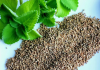 Carom Seed