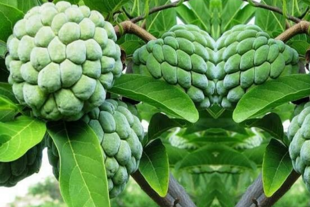 Custard Apple 1