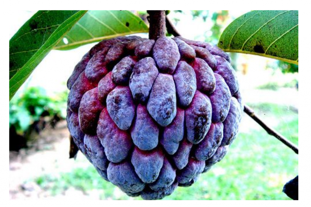 Custard Apple 3 1