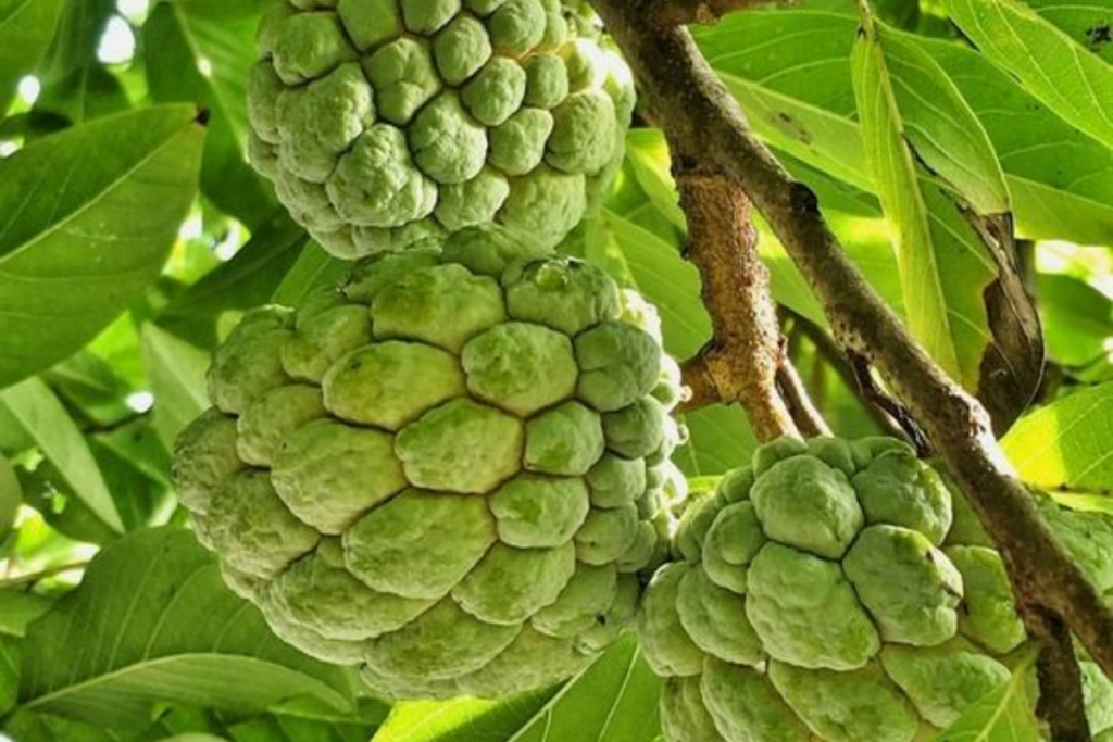 Custard Apple 4