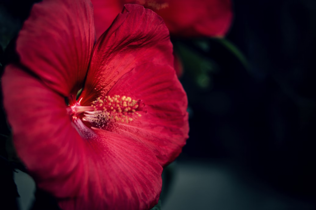 Hibiscus