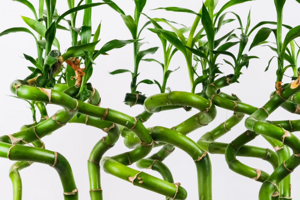 Lucky Bamboo 1