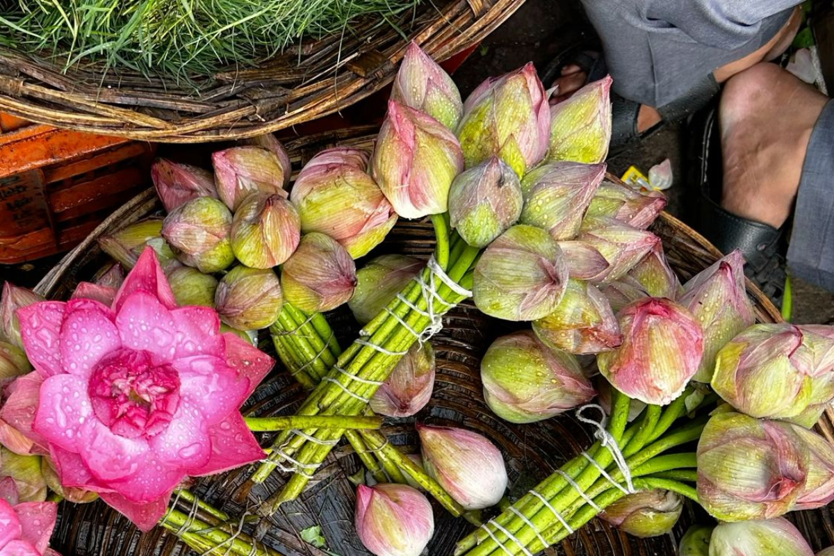 Moringa Flowers Drumstick Flowers 5