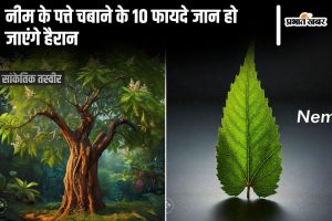 Neem Leaf