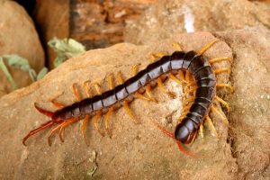 centipede in house is good luck or bad