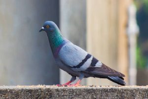 pigeon to make a nest