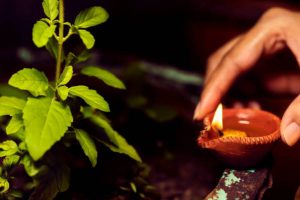 Jyotish Tips for tulsi plant