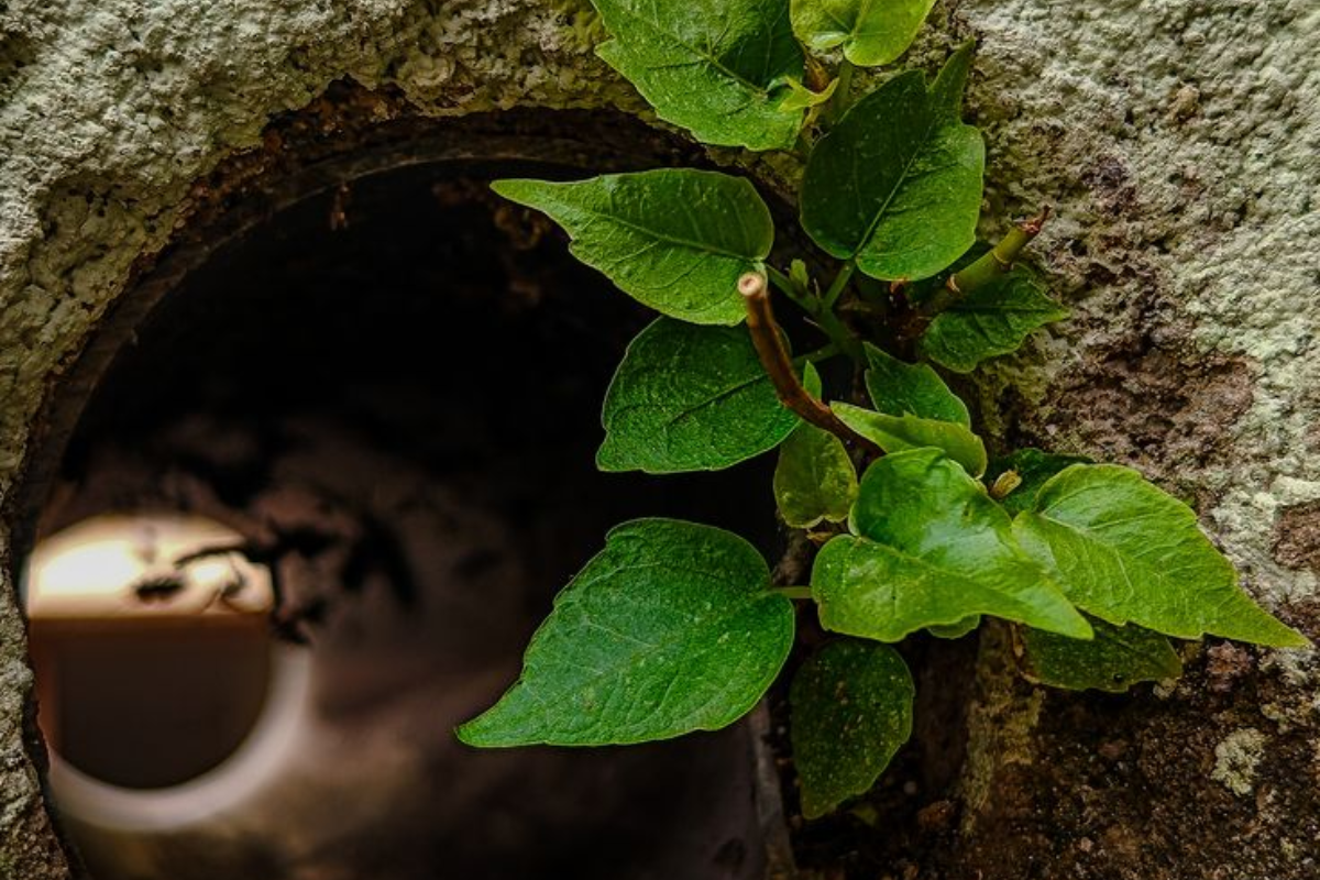 Peepal Tree