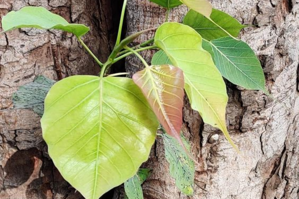 Peepal Tree 1