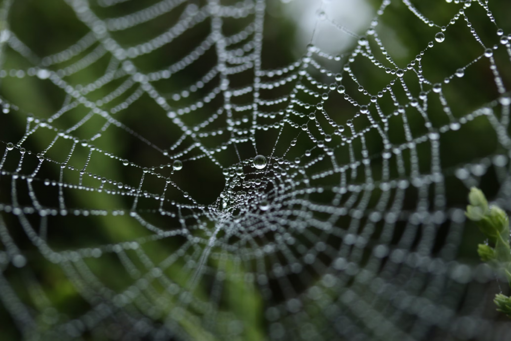 Spider Web 1 1