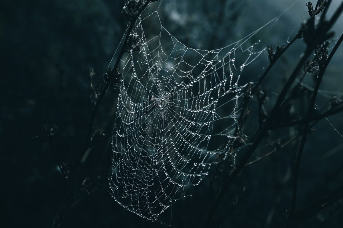 Spider Web 3