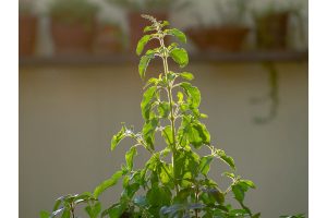 Tulsi benefits