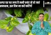 Vastu Tips For Money Palant