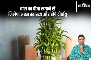 Vastu tips For Bamboo Plant