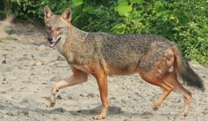 attack jackal begusarai news | Bihar News: People of Begusarai in panic due to jackal attack, a dozen people injured in two days