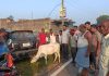 Giridih Cattle Smuggling News