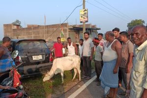 giridih cattle smuggling news