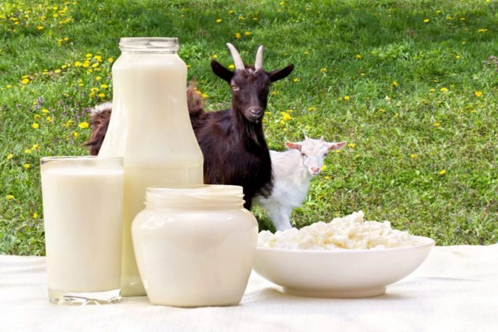 goat milk in dengue