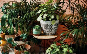 Plants for House