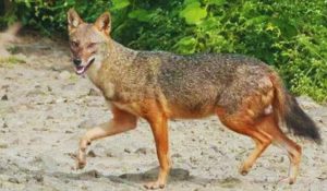 muzaffarpur jackal news | Bihar News: Man-eating jackal killed in Muzaffarpur, had made more than 20 people its victims..