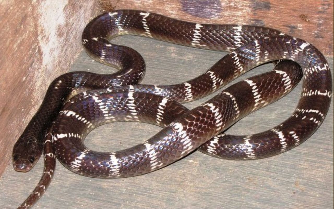 Snake News: भागलपुर में 237 लोगों को सांप ने काटा, 13 की हो गयी मौत, जानें काटने वाले सापों की प्रजाती