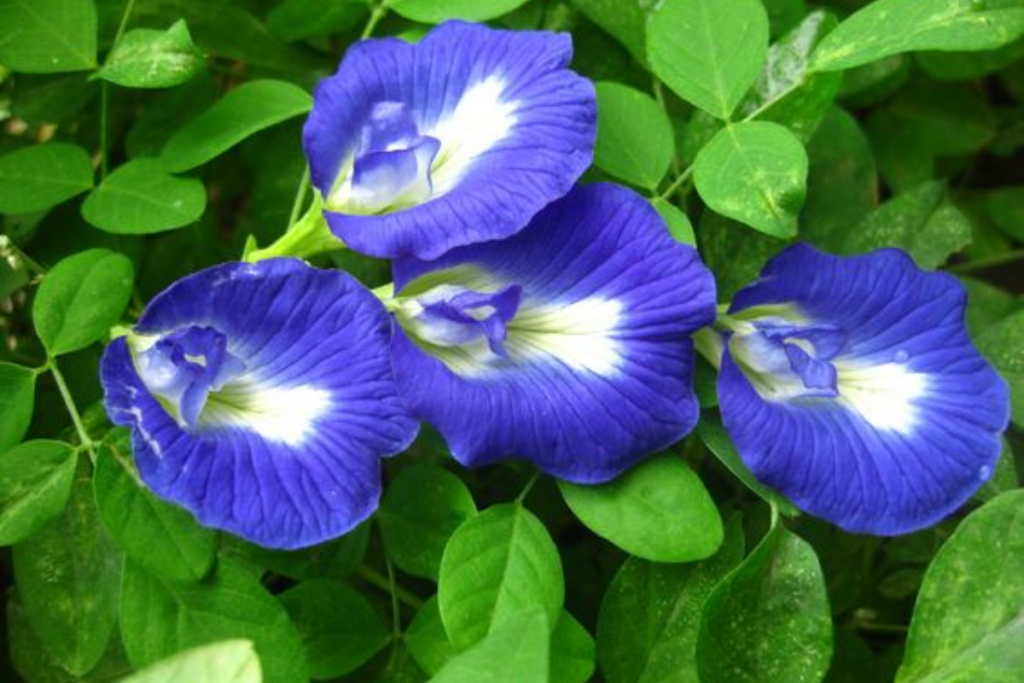 Butterfly Pea Flower Tea