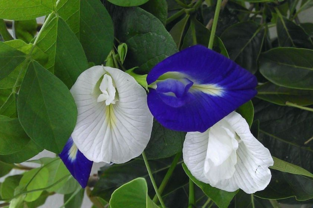 Butterfly Pea Flower Tea 2