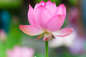 How to Plant Lotus At home: इन तरीकों से आप घर पर भी उगा सकती हैं कमल, दिवाली पर मां लक्ष्मी होंगी प्रसन्न