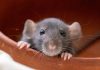 Vastu Tips, Rat At Home