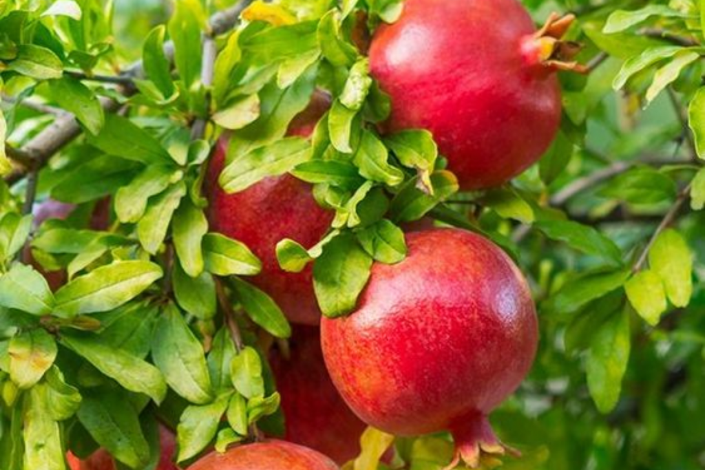 Pomegranate Leaves Kadha 2