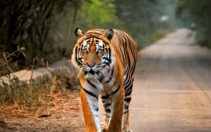 Royal-Bengal-Tiger