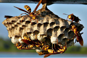 Get Rid of Wasps in Your House: घर के कोने में ततैया ने बना लिया है छत्ता? जानें इन आसान उपायों से कैसे मिलेगा छुटकारा