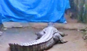 bagaha news| Bihar News: Crocodile was resting in the courtyard of the house in Bagaha, created panic as soon as it was seen