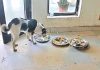 Dog Licking Plates Used By Sportspersons In Jharkhand