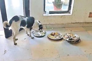 dog licking plates used by sportspersons in jharkhand