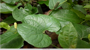 long pepper