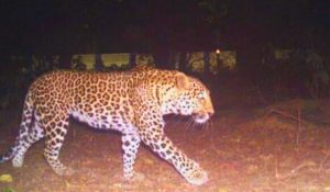 tendua in patna airforce centre| Bihar News: Leopard seen twice in a week in Patna's Air Force Centre, Air Force personnel living in fear