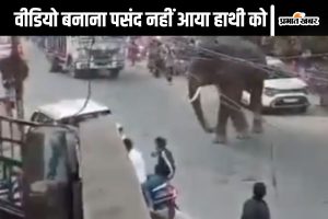 Wild Elephant in Haridwar Market