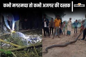 bihar snake news