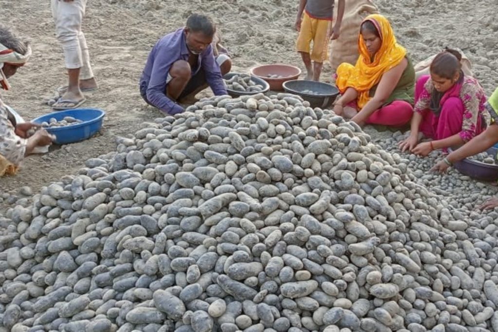 Farmer With Black Potatoes