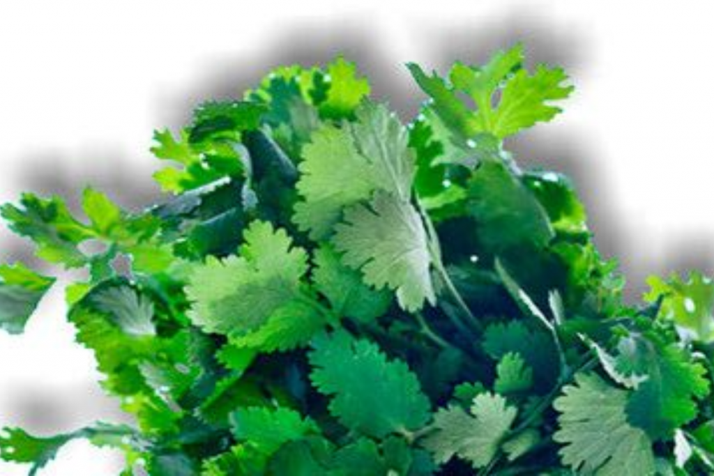 Green Coriander 1