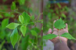 Belpatra (wood apple) suddenly grows in the house