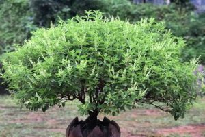 How To Save Tulsi Plant