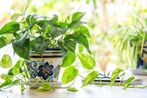 How to Save Money Plant