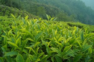 Tea Garden