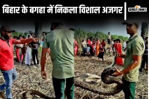 ajgar news bagaha| Bihar News: A huge python arrived among the farmers in Bagaha, Bihar.