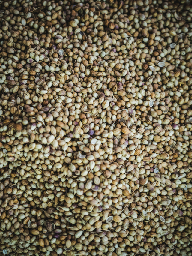 Dhaniya Seeds