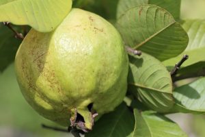 guava leaves benefits